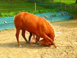 Maya, ma ponette