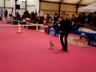 Exposition internationale de Chateauroux Russkiy Toy