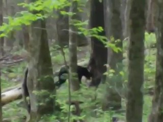 Brigitte Grisanti Spotted a bear in the Smoky Mountains