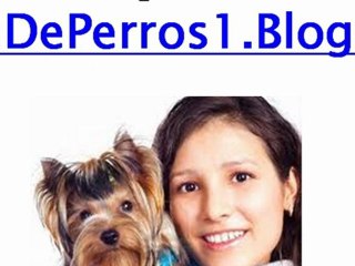 Cómo Enseñar a un Cachorro a Hacer sus Necesidades