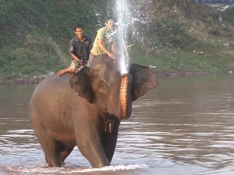 Festival des éléphants LAOS Sayaboury 2012