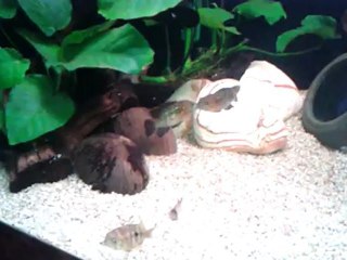 Green Terror lip locking ^^