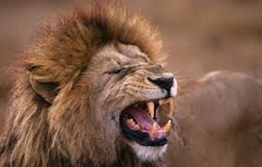 masaj salonu masoz kadıköy istanbul anadolu  masaj salonlari