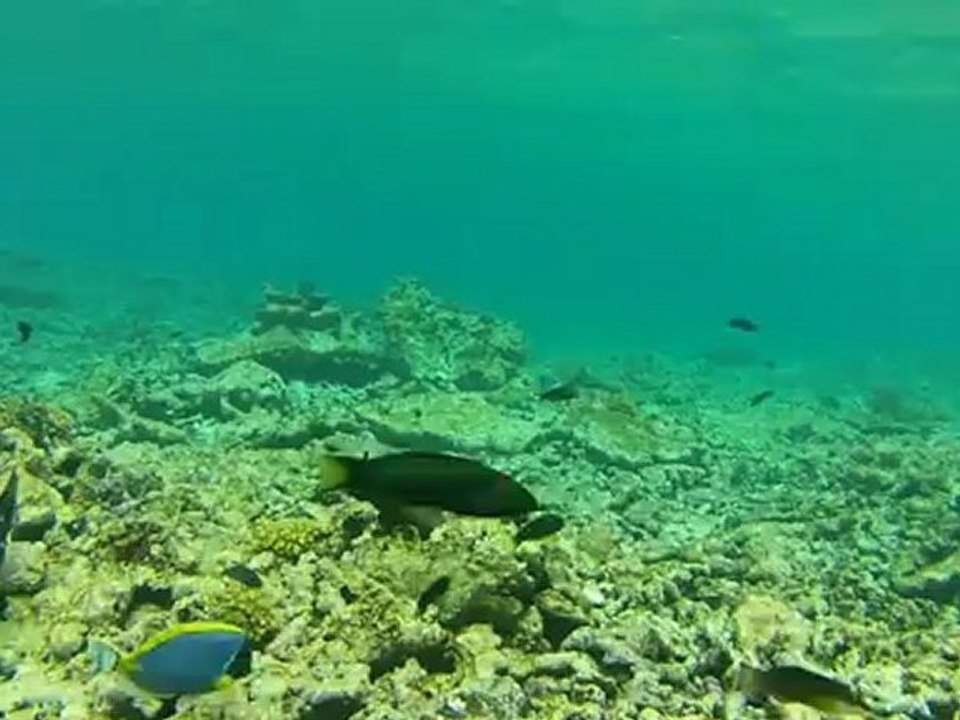 Seychelles 2012 plongée.avi