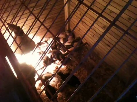 Petit travail du jours ferier pour les poussin