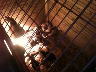 Petit travail du jours ferier pour les poussin