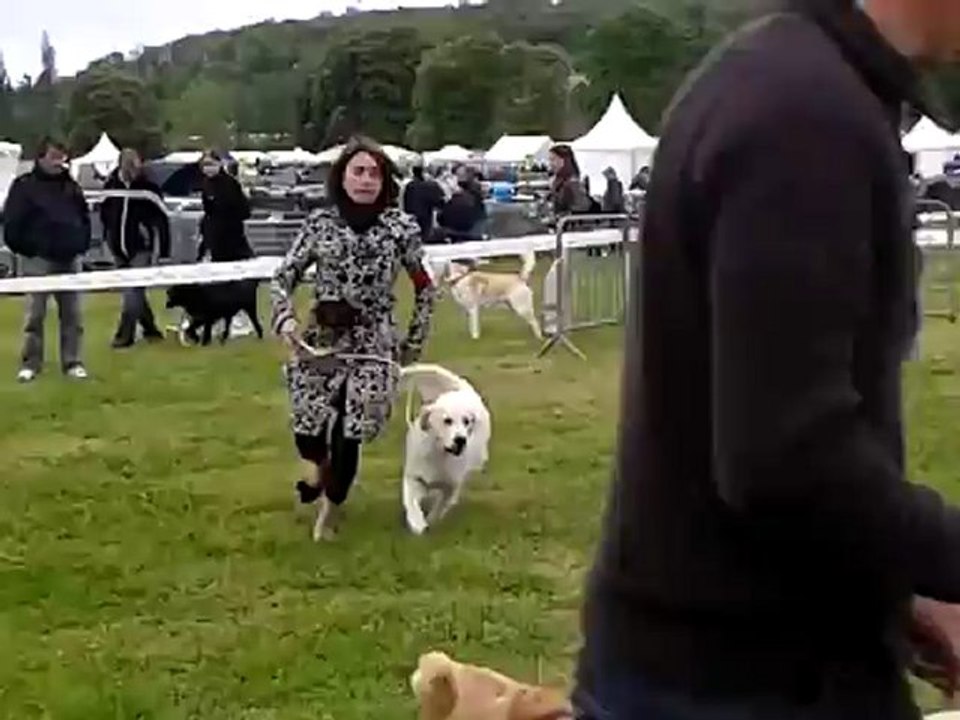 Guidelle DE Bihan Ki Breizh 2ième CL jeune expo canine Evreux 17-5-12