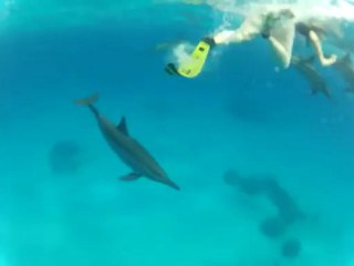 DAUPHINS avec NAGEUSE