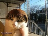 Cats Wearing Fruit Helmets