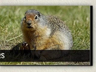 rodent control laguna niguel
