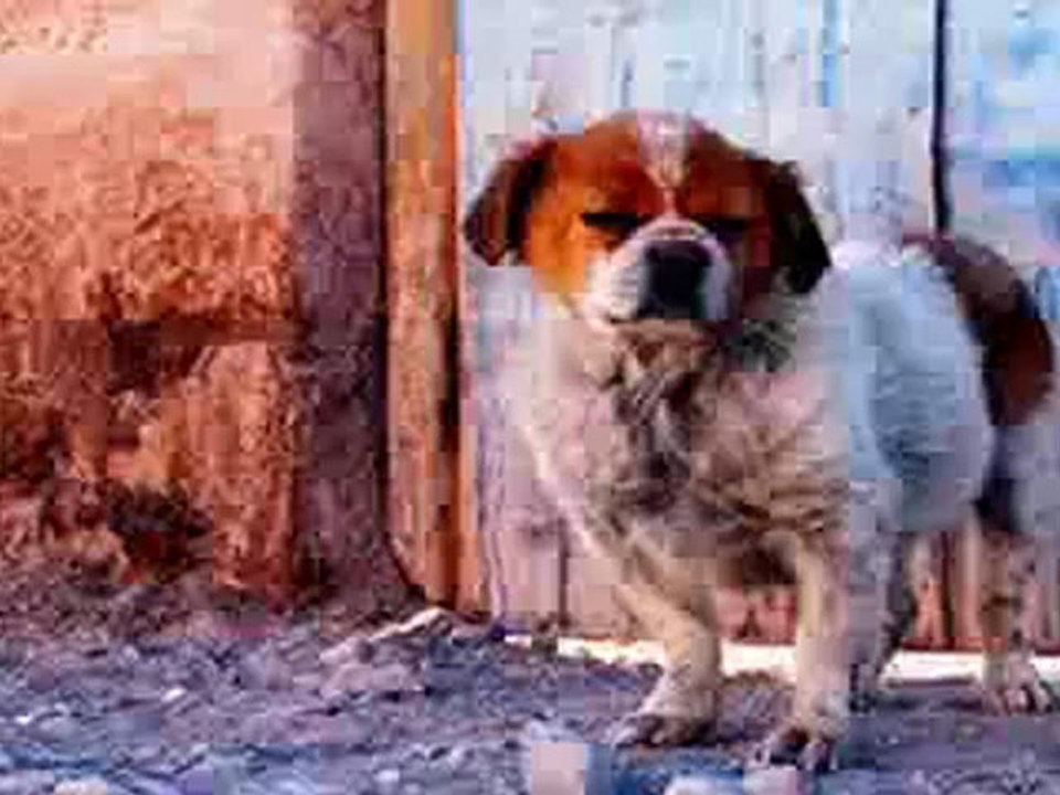 historria de un perro