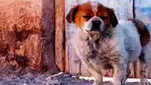 historria de un perro