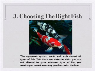 Building an Aquaponic System -- The 5 Things You MUST Know