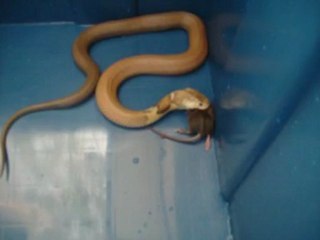 L'heure du repas pour "Ramses" Naja kaouthia het.axanthic