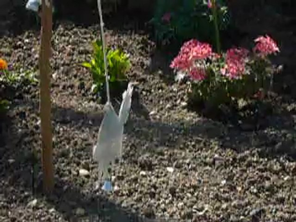 la chèvre dans le potager