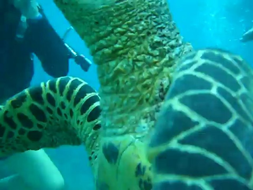 turtle