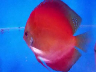 YENİ ÇİFTLER ÇIKIYOR