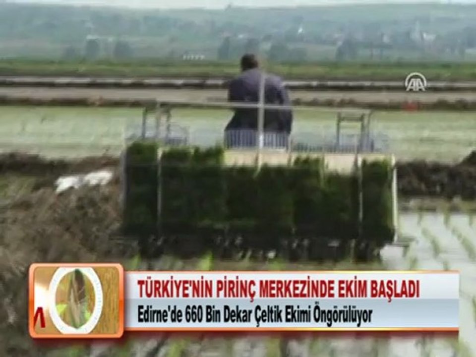 TÜRKİYE’NİN PİRİNÇ MERKEZİNDE EKİM BAŞLADI 16.05.2012