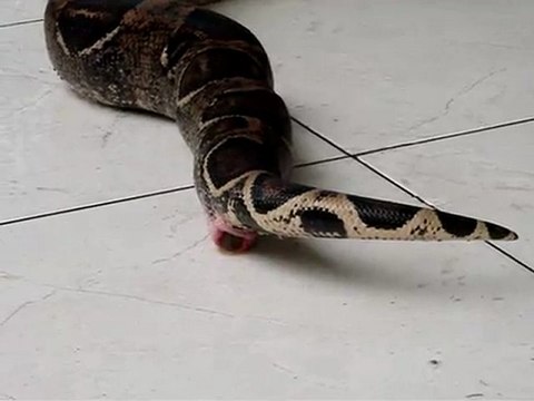 Serpent qui fait caca