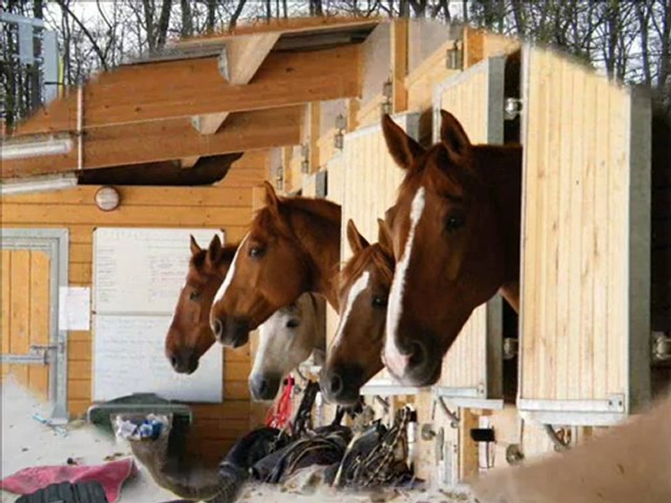 Chevaux et poney du centre équestre