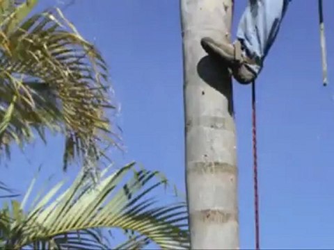 AAA Damon Mc Cabe Tree Services (508) 432-0856