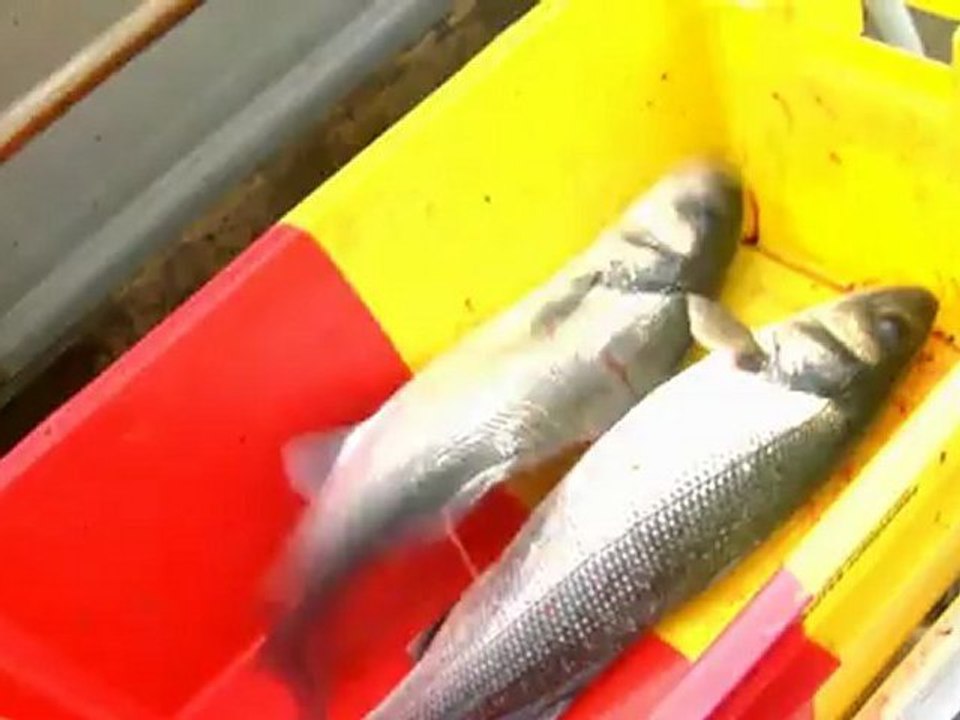 Film de présentation de l'entreprise "Les ligneurs de l'Ile Vierge" (film d'entreprise, quimper, bretagne, finistère, vidéos, breizh films)