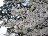Le vent dans les cerisiers