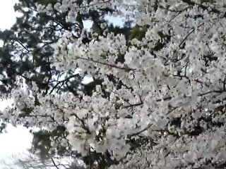 Le vent dans les cerisiers