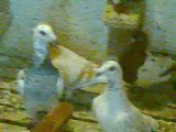 Suphi Hırçın - iskenderun savaşçı güvercinleri