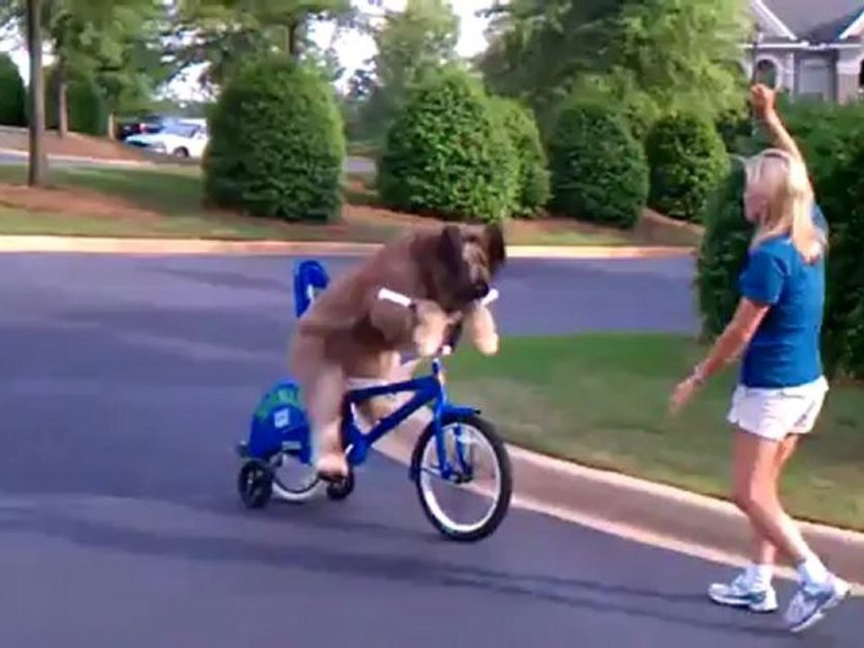 Norman le chien qui fait du vélo
