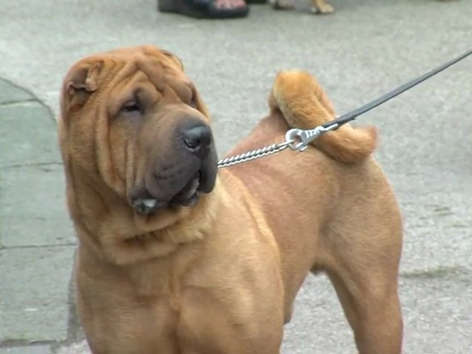 Opal'TV - Le JT -Edition du vendredi 18 mai 2012