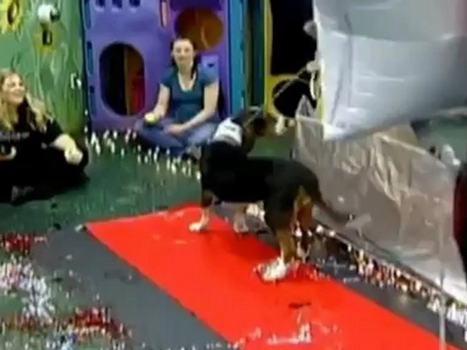 Puppies Get Red Carpet Glam for Prom Night