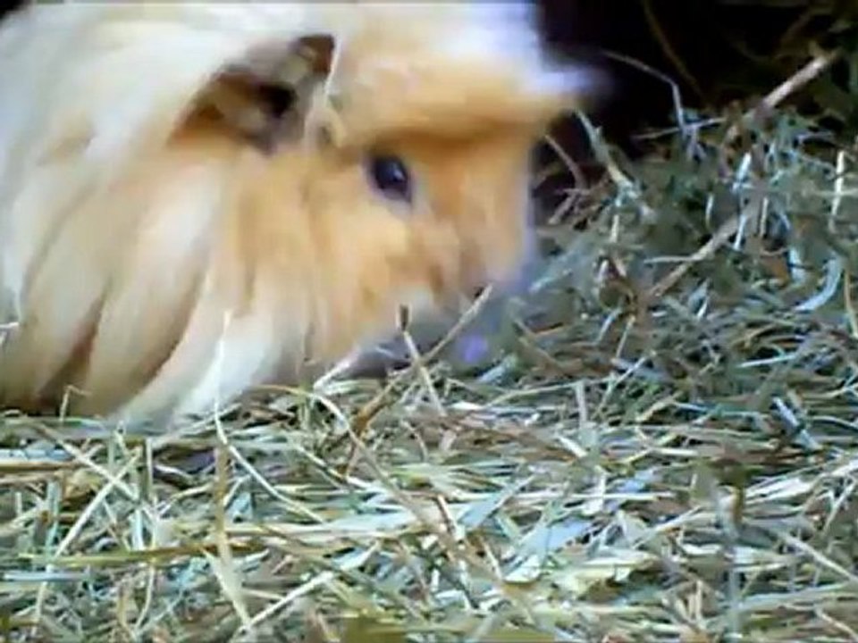 Meerschweinchen - Krümel