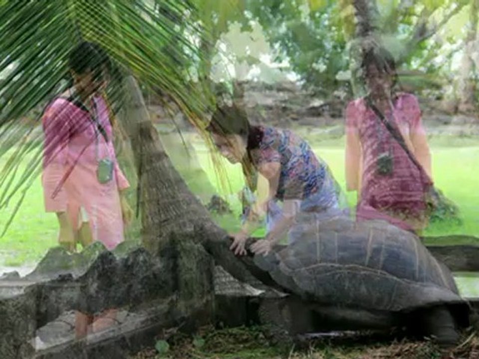 Seychelles Tortles --- Сейшельские черепахи