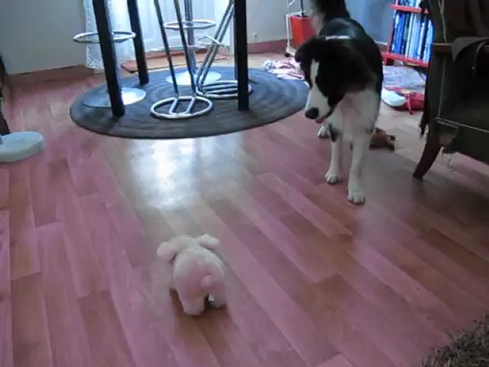 Corto découvre Pouic Pouic la mascotte du bateau