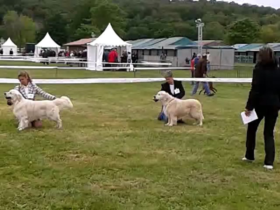 Expo canine CACS Evreux 17 mai 2012 CL ouverte mâle CACS RACS
