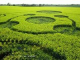 2012 crop circles - Water Eaton Copse, Hannington, Wiltshire, UK 12 May