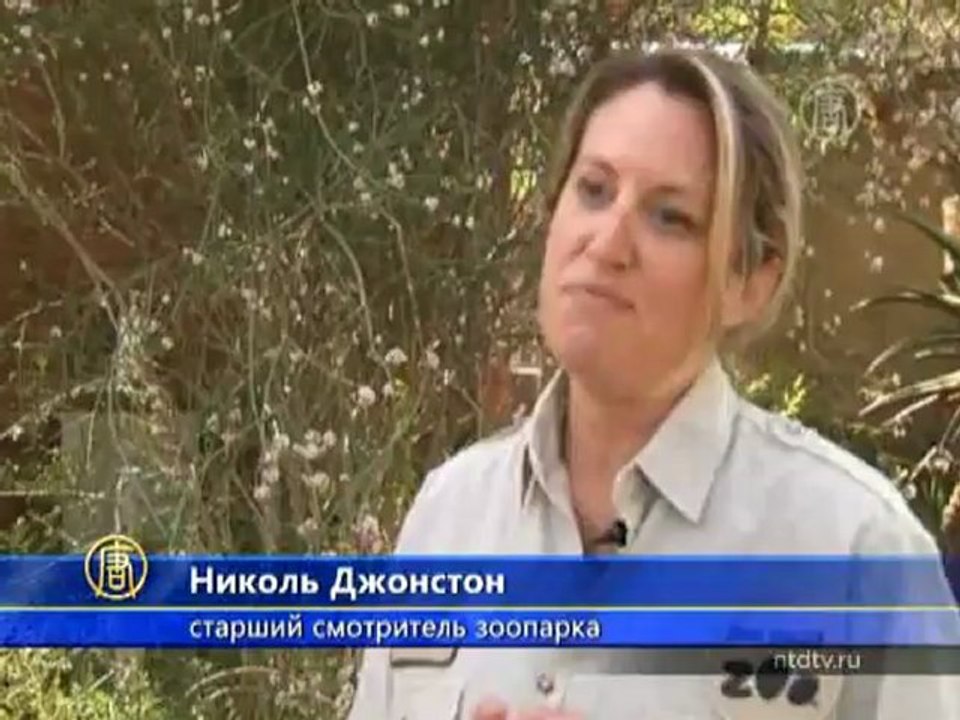 Два детеныша ягуара появились в зоопарке Сан-Диего