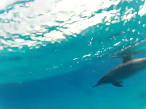 JEU d'un DAUPHIN avec MELINDA puis banc de DAUPHINS