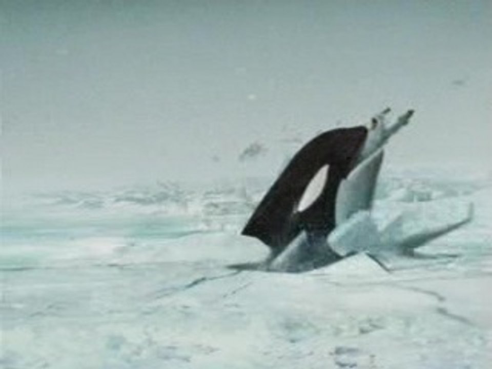 Comedy - When animals attack