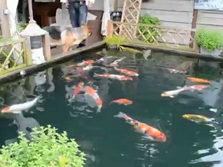 Miniatuur1:53 danny s koi vijver deel2