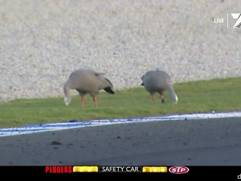 V8 Supercars Phillip Island 2012 Geese in the track