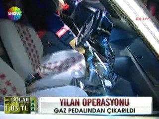 Kadıköy'de Yılan operasyonu - 18 mayıs 2012