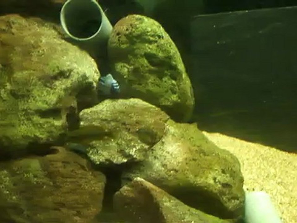 Male polit