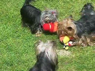 Les yorkies autour d' un jouet, au soleil 19/05/2012