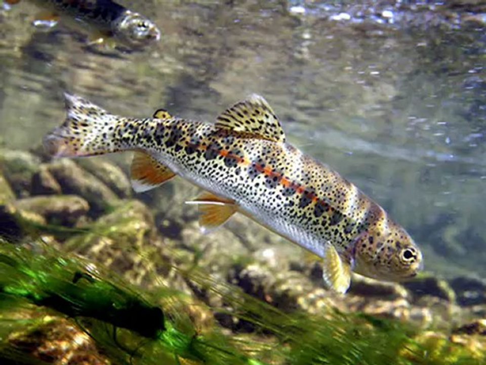 Femme sexy a la pêche