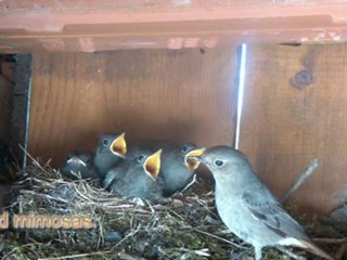 Filmé le 16 05 2012.petits pinsons.Sous le Préau au départ du nid.