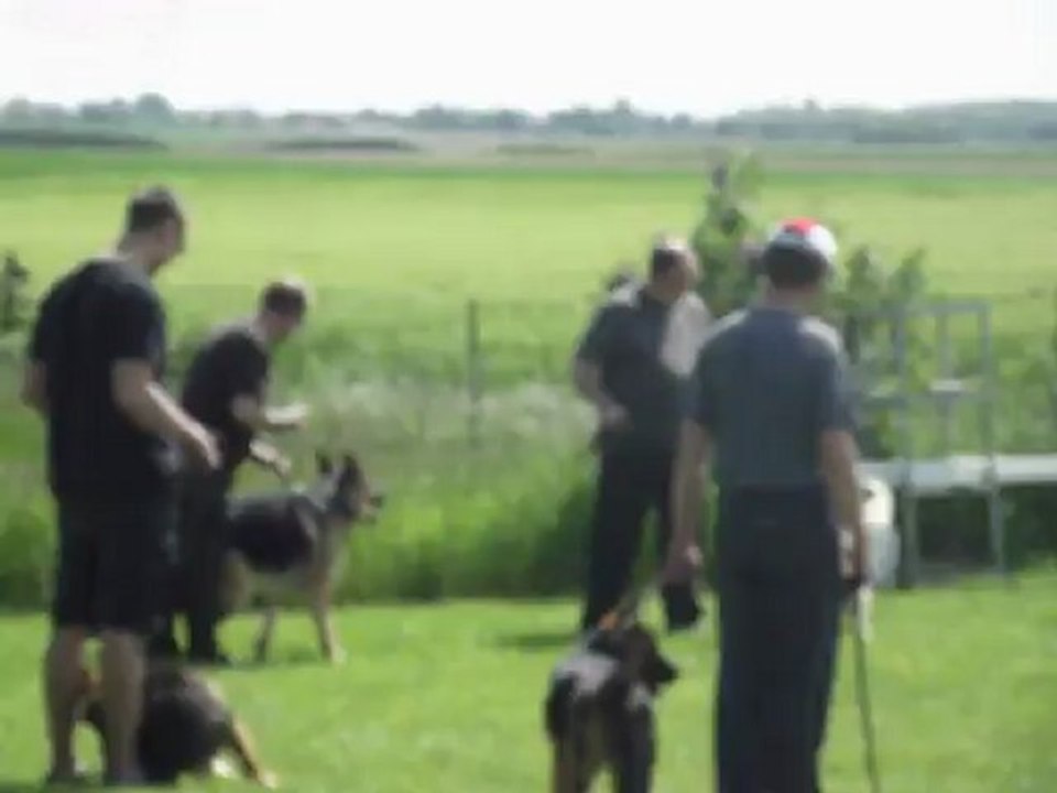 Entrainement au club canin