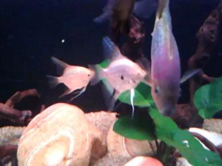 Karma amerikan 600lt