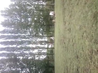 elvis galop debout en cordellette